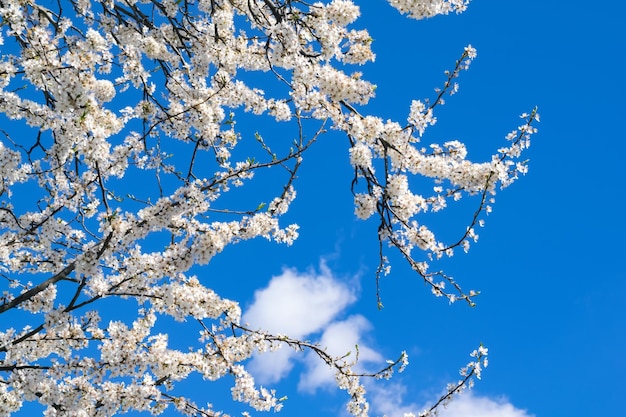 Albero in fiore contro un cielo sereno con una piccola nuvola