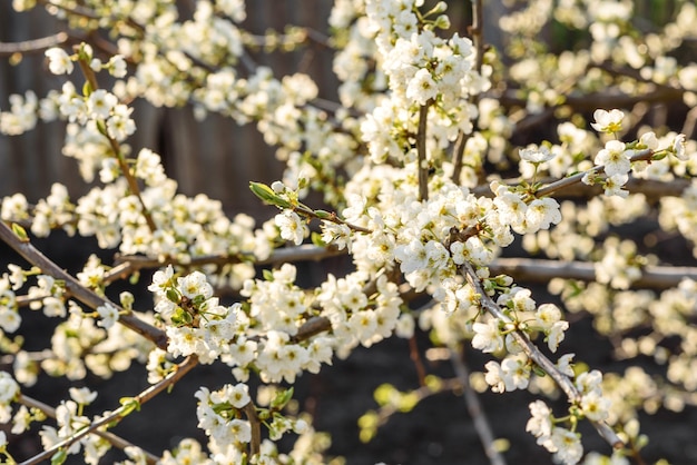 Albero in fiore di prugna in un giardino di campagna vicino a una casa di campagna