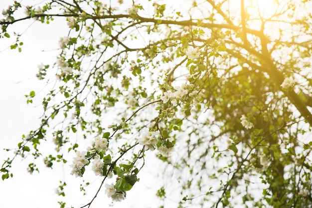 Albero in fiore Fiore di primavera Bella natura