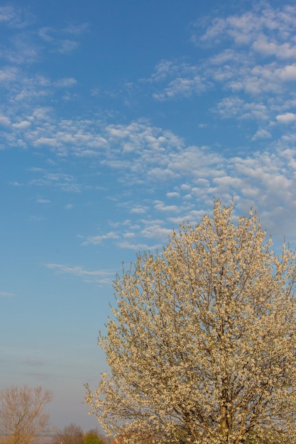 Albero in fiore in primo piano primaverile