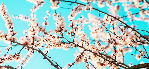 Albero in fiore nel giardino Messa a fuoco selettiva