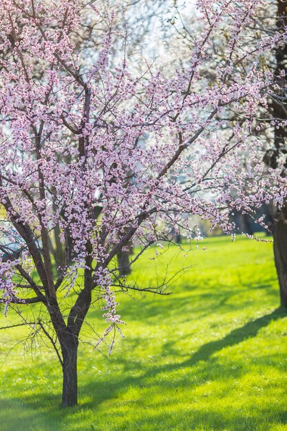 Albero in fiore solitario nel campo