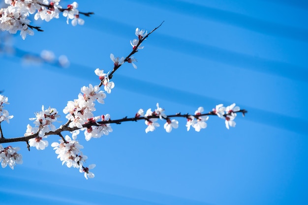 Albero in fiore su sfondo natura. Fiori di primavera. Sfondo di primavera