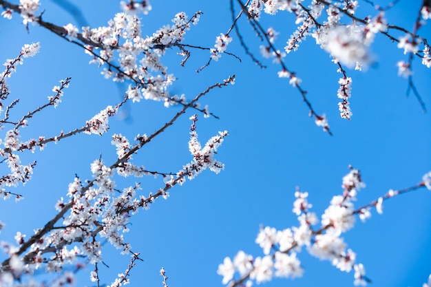 Albero in fiore su sfondo natura. Fiori di primavera. Sfondo di primavera