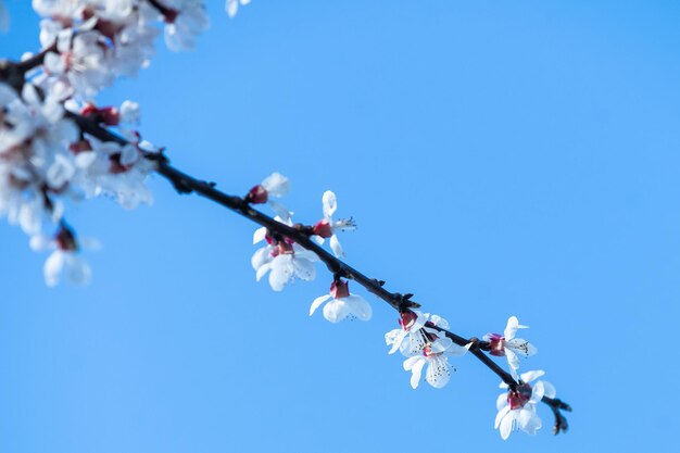 Albero in fiore su sfondo natura. Fiori di primavera. Sfondo di primavera