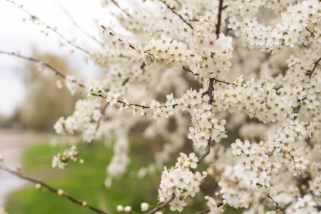 Albero in fiore su sfondo natura. Fiori di primavera. Sfondo di primavera