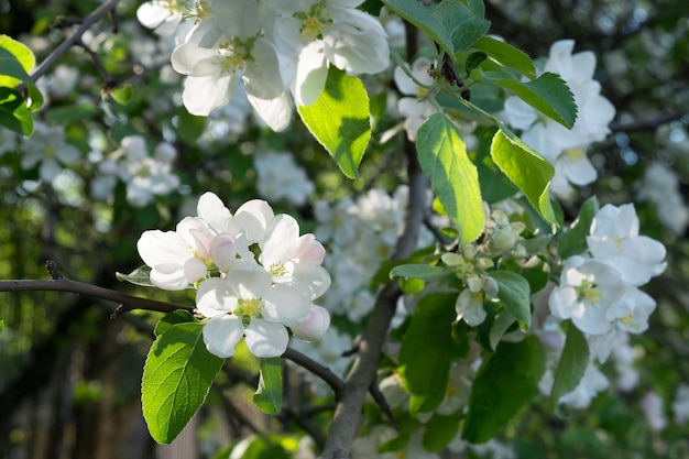 Albero in fiore su sfondo natura Fiori di primaveraSpring Background