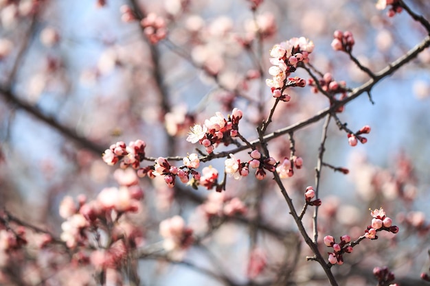 Albero in fiore su sfondo natura fiori primaverili sfondo primaverile Concetto sfocato Sfondo naturale Fiori di albicocca