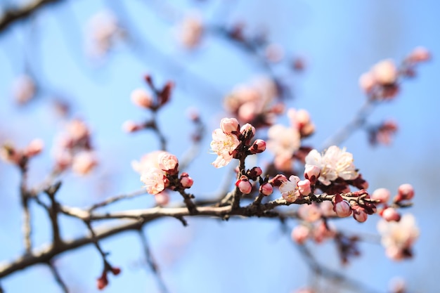 Albero in fiore su sfondo natura fiori primaverili sfondo primaverile Concetto sfocato Sfondo naturale Fiori di albicocca