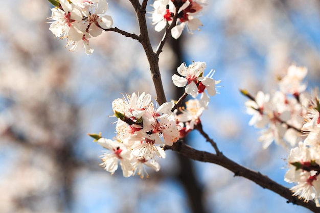 Albero in fiore su sfondo natura fiori primaverili sfondo primaverile Concetto sfocato Sfondo naturale Fiori di albicocca