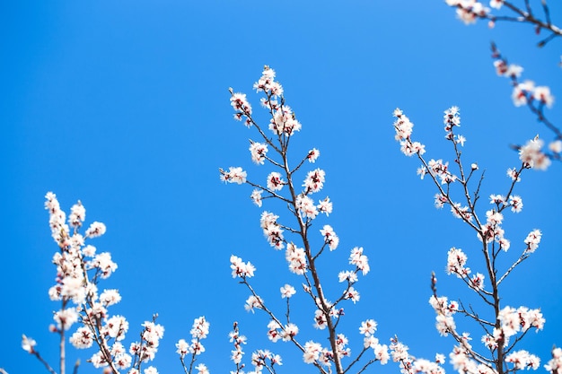 Albero in fiore su sfondo natura fiori primaverili sfondo primaverile Concetto sfocato Sfondo naturale Fiori di albicocca