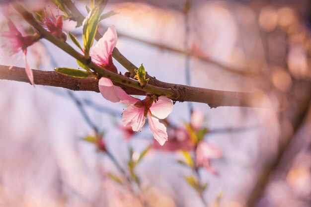 albero in fiore