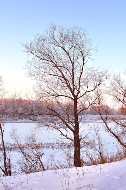 Albero in inverno. Corona con rami spogli, cumuli di neve, riva del lago all'orizzonte