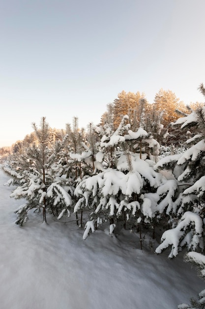 Albero in inverno