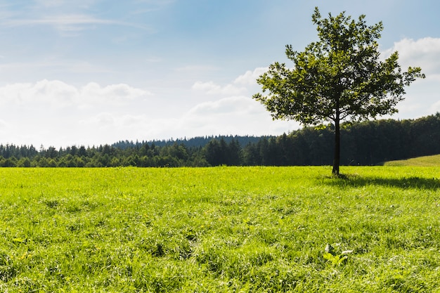 Albero in mezzo al prato verde accanto a una foresta