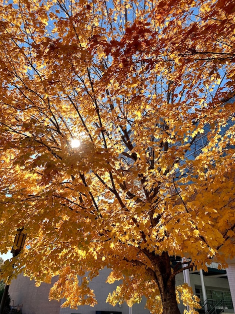 Albero in oro