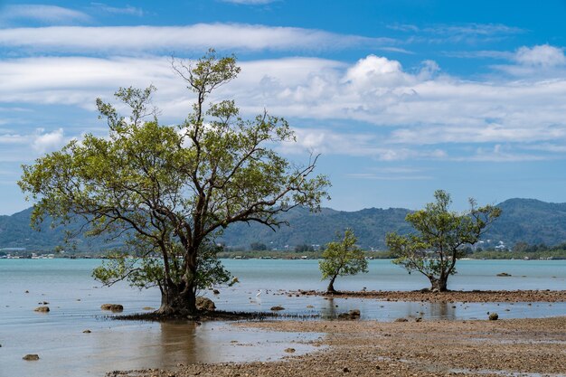 Albero in piedi da una spiaggia soleggiata, oceano di acqua blu, cielo blu e sfondo di montagna verde.