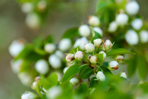 Albero in piena fioritura all'inizio della primavera.