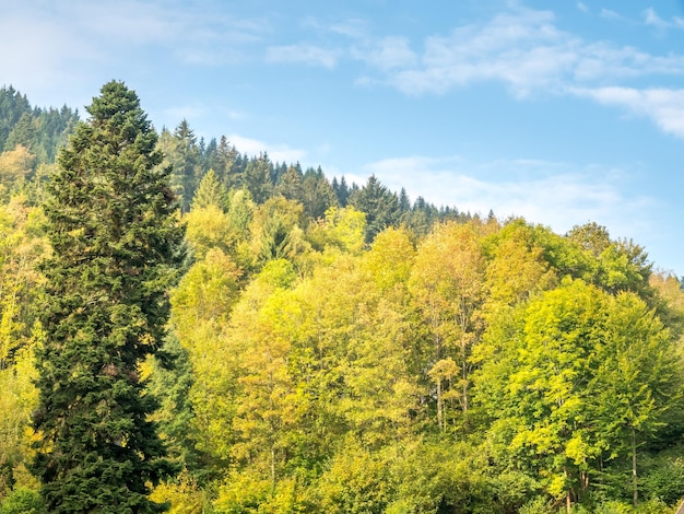 Albero in Schwarzwald Germania