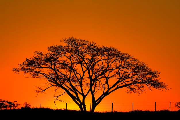 Albero in serata