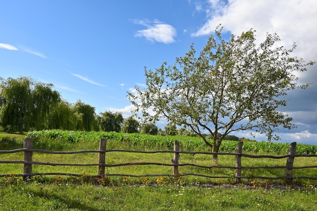 albero in un campo agricolo alla periferia del paese