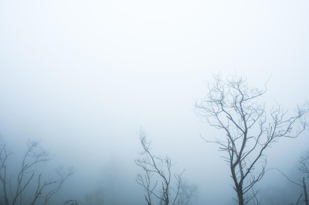 albero in un campo stagione invernale