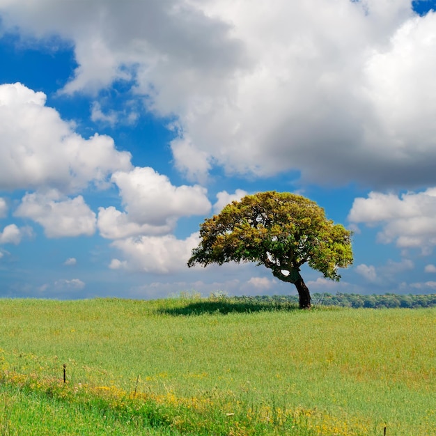 Albero in un campo verde sotto un cielo drammatico