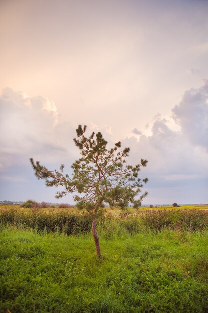 Albero in un campo verde