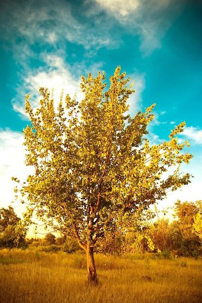 albero in un campo