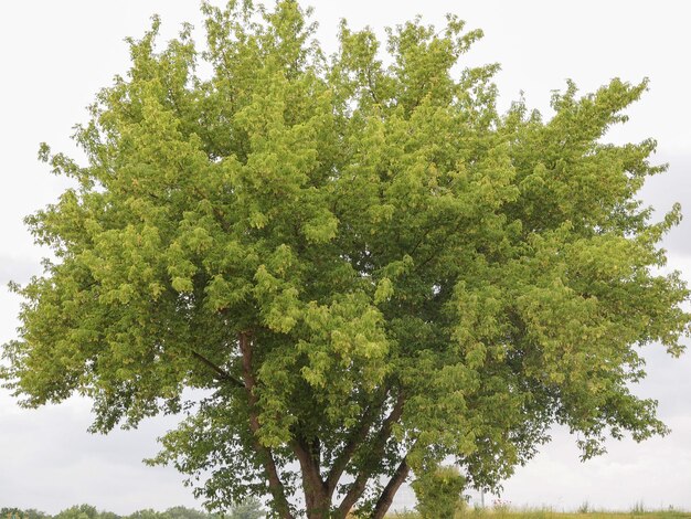 Albero in un parco