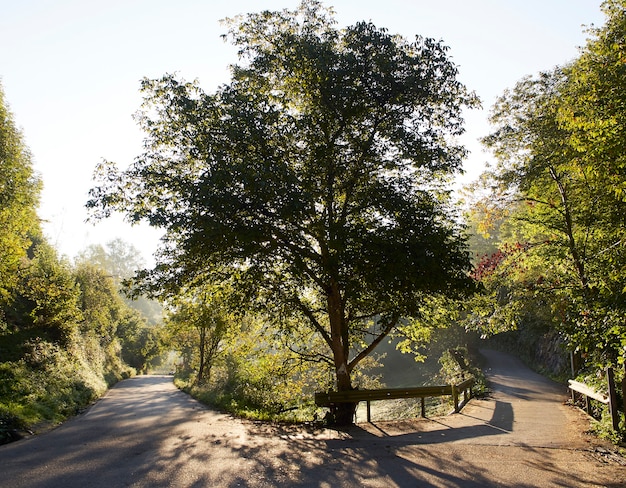 Albero in una curva della strada illuminata dalla retroilluminazione