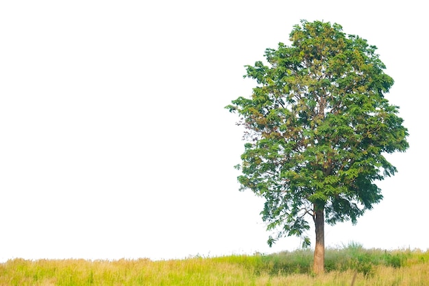 Albero in uno sfondo bianco isolato con un tracciato di ritaglio