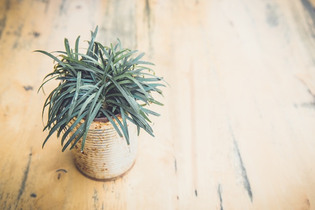 Albero in vaso.