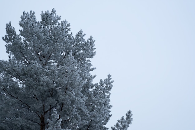 Albero innevato contro il cielo blu.