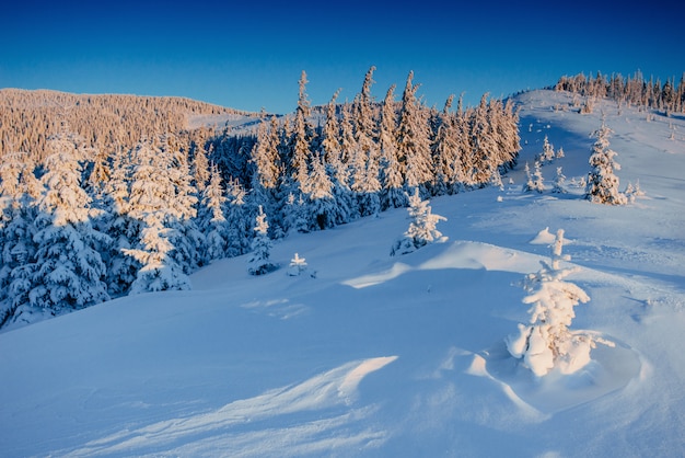 Albero innevato inverno magico