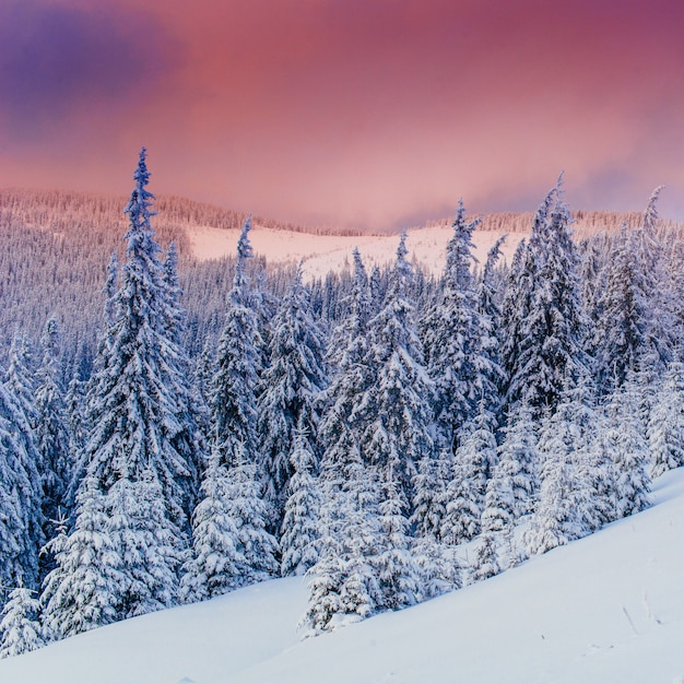 Albero innevato inverno magico