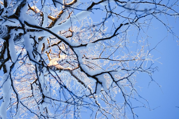 Albero innevato nei raggi del sole al tramonto nel cielo serale