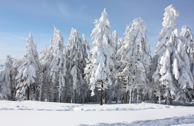 Albero innevato