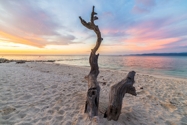 Albero intrecciato sulla spiaggia al tramonto