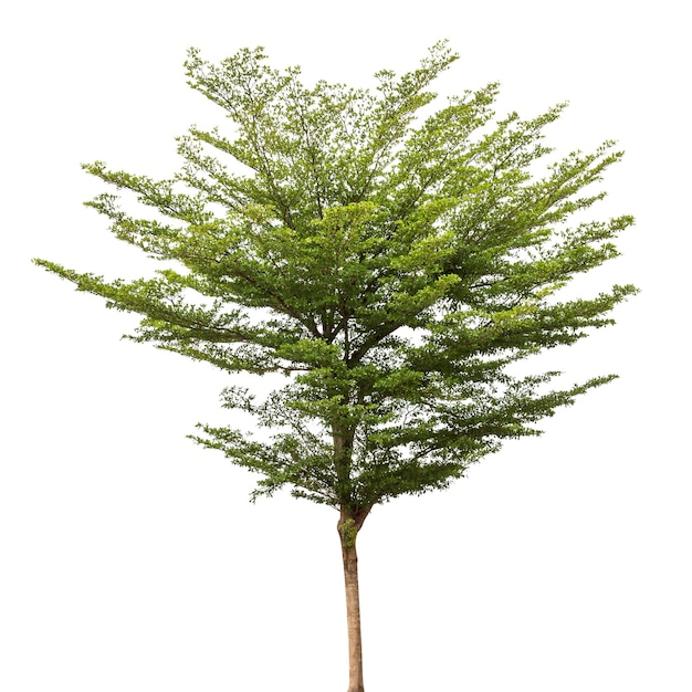 Albero isolato su bianco per materiale di design