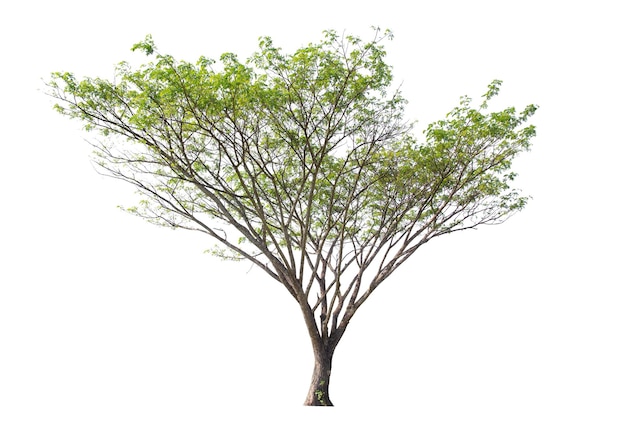 Albero isolato su sfondo bianco alberi tropicali isolati utilizzati per il design
