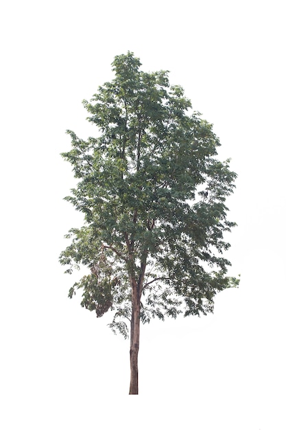 Albero isolato su sfondo bianco. Albero di padauk della Birmania su fondo bianco.