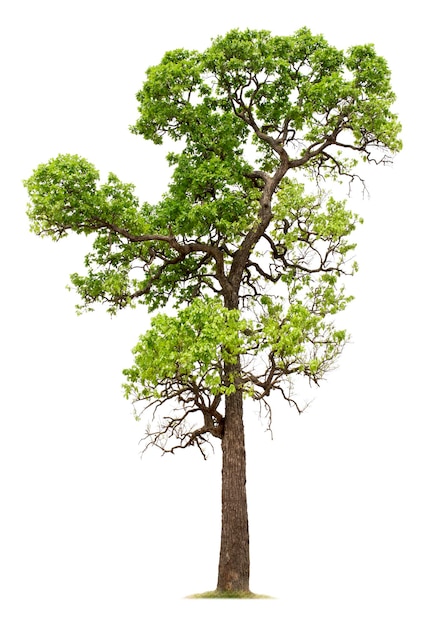 Albero isolato su sfondo bianco con tracciati di ritaglio per giardino