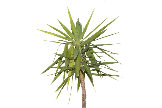 Albero isolato su sfondo bianco Gagnep del Dracaena loureiri Asparagaceae