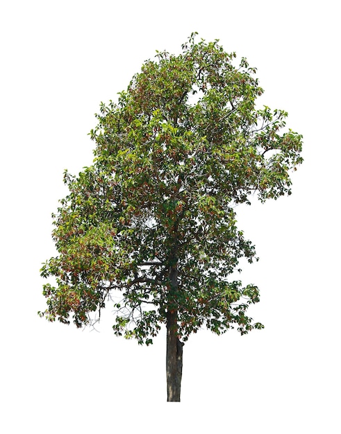 Albero isolato su sfondo bianco per la decorazione del giardino e utilizzalo come illustrazione