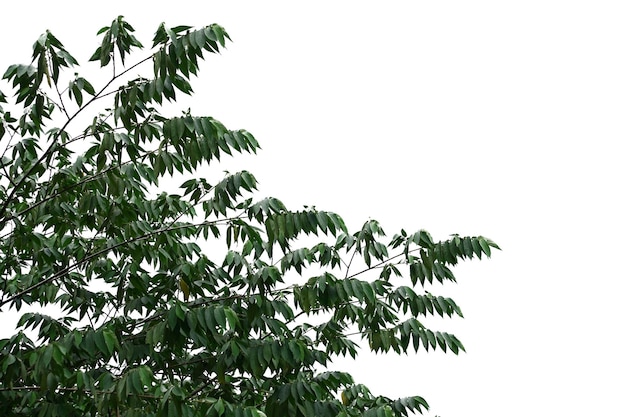 Albero isolato su sfondo bianco