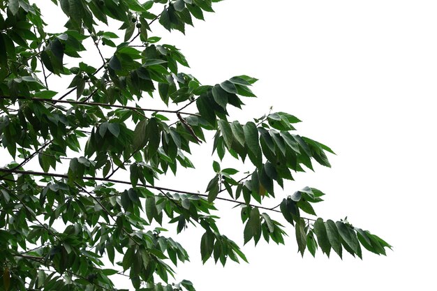 Albero isolato su sfondo bianco