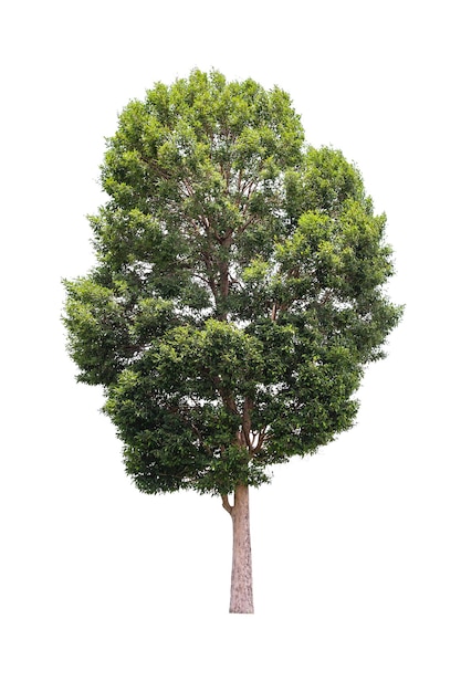 Albero isolato su sfondo bianco