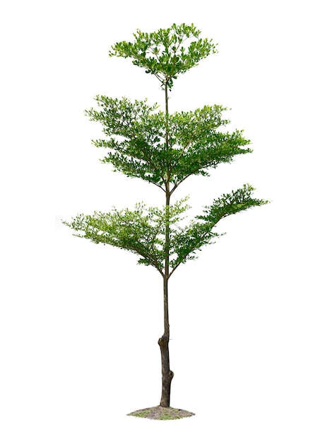 Albero isolato su sfondo bianco