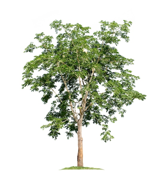 Albero isolato su sfondo bianco